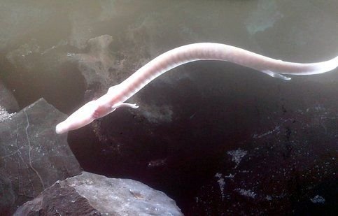 SLOVENIA. LO STRANO CASO DEL PROTEUS ANGUINUS E L’ENNESIMA IMPASSE DEL NEODARWINISMO