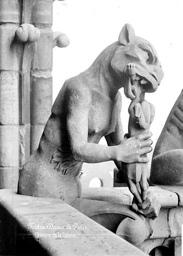 Con la scusa dei trapianti ecco gli ibridi uomo-pecora